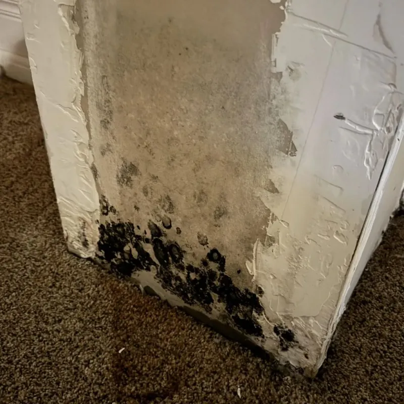 Professional Mold Removal in Walker County, AL